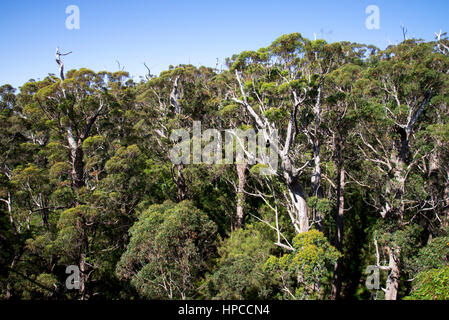 Una vista di alberi giganti da una Passeggiata Tree Top bridge nella Valle dei Giganti tra Walpole e Danimarca in Australia Occidentale Foto Stock