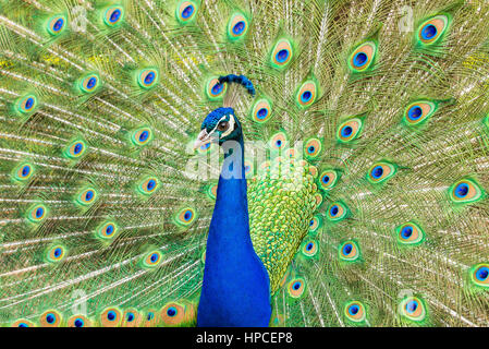 Peacock con coda ventaglio Foto Stock