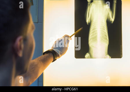 Medico Veterinario esaminato radiografia pet Foto Stock