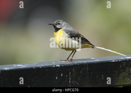 Un incredibile maschio wagtail grigio (Motacilla cinerea) arroccato su un ponte. Foto Stock