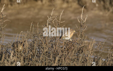 Twite (Carduelis flavirostris) alimentazione su semi di piante di palude salata. Foto Stock