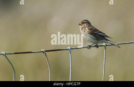 Un Twite (Carduelis flavirostris) seduto su un recinto di filo. Foto Stock