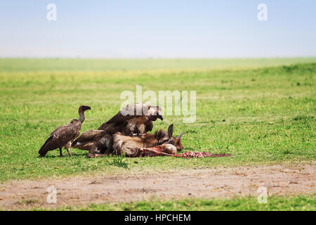 Gli avvoltoi alimentazione di volo su una carcassa di gnu, il Masai Mara riserva nazionale, Africa Foto Stock