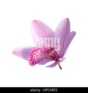 3D rendering di un wild orchid flower isolati su sfondo bianco Foto Stock