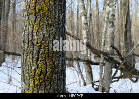 Aspen in inverno Foto Stock