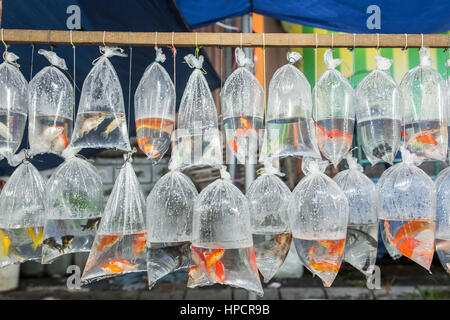 Pesci di acquario visualizzati in sacchetti di plastica per la vendita nel mercato locale in Bali, Indonesia Foto Stock