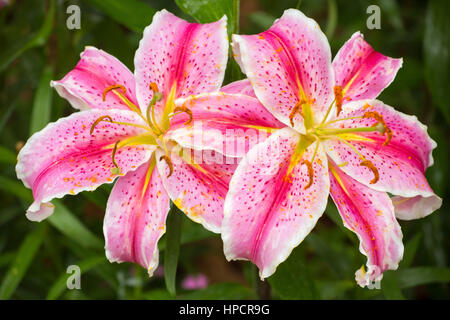 Rosa giglio asiatico fiore in giardino Foto Stock