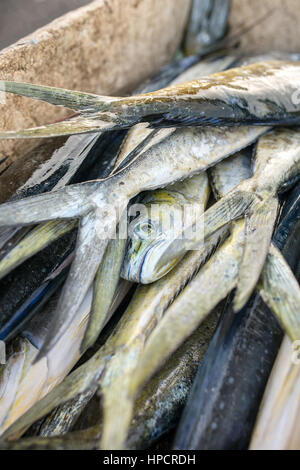 Fresco di cattura scombridae pesci giacente in un contenitore di plastica solo dal mare, sulla barca dei pescatori. Foto Stock