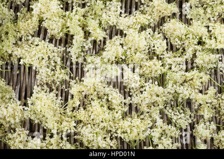 Holunderblüten, Holunderblüte, Holunder-Blüte, Blüten, Ernte, zum Trocknen gesammelt. Schwarzer Holunder, Sambucus nigra, Fliederbeeren, Fliederbeere, Foto Stock