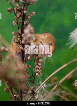 Harvest Mouse (micromys minutus) Foto Stock