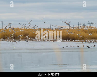 I gabbiani e anatre su un lago ghiacciato Foto Stock