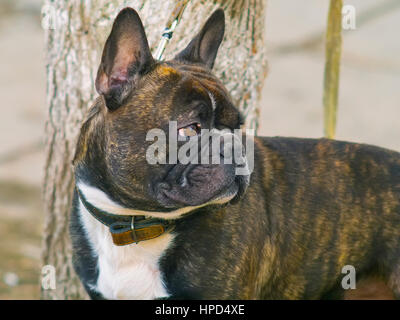 Il grazioso Pug guardando qualcuno nel lato Foto Stock