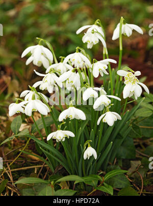 Gruppo di doppia testa snowdrops crescente nel bosco Foto Stock