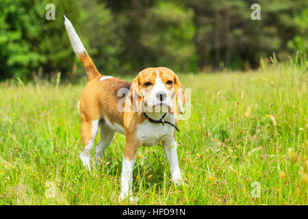 Cane Beagle in piedi sull'erba durante il giorno luminoso Foto Stock