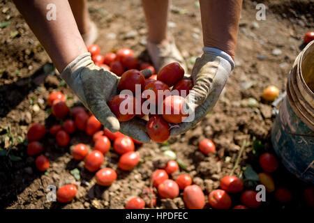 La trasformazione di pomodori che vengono raccolte Foto Stock