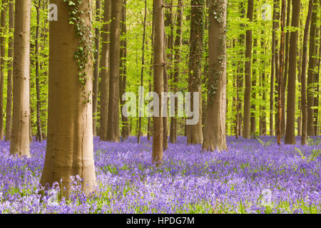 Una splendida fioritura bluebell foresta. Fotografato nella foresta di Halle (Hallerbos) in Belgio. Foto Stock