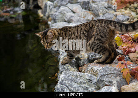 Giovani tabby bengala gatto gattini di 9 mesi il peering in un laghetto in giardino Foto Stock