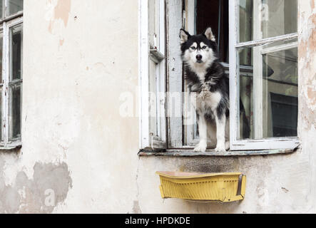 Husky dog sitter a casa aperta finestra e guardando dritto alla telecamera Foto Stock