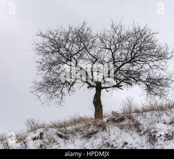 Lonely albicocca albero su di una collina a cielo nuvoloso al tempo di inverno Foto Stock