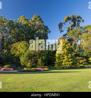 Christchurch, Canterbury, Nuova Zelanda. Alberi nativi e prati ben curati in Christchurch Botanic Gardens. Foto Stock