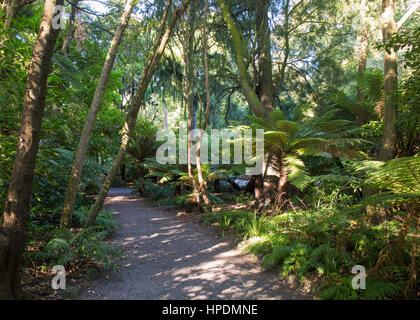 Christchurch, Canterbury, Nuova Zelanda. Invitante percorso attraverso i boschi nativi in Christchurch Botanic Gardens. Foto Stock