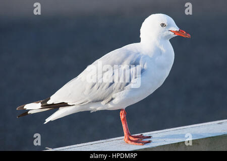 Oban, Isola Stewart, Southland, Nuova Zelanda. Rosso-fatturati gabbiano (Chroicocephalus scopulinus). Foto Stock