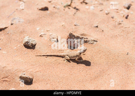 Primo piano dell'agama (Phrynocephalus arabico) a testa di punta araba nel deserto, circondato da sabbia e poche piccole pietre Foto Stock