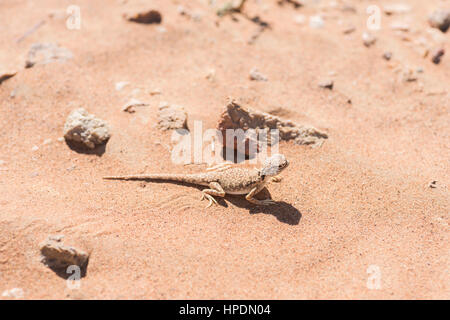 Primo piano dell'agama (Phrynocephalus arabico) a testa di punta araba nel deserto, circondato da sabbia e poche piccole pietre Foto Stock