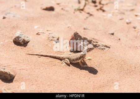 Primo piano dell'agama (Phrynocephalus arabico) a testa di punta araba nel deserto, circondato da sabbia e poche piccole pietre, Foto Stock