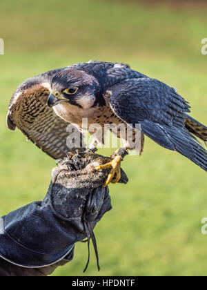 Lanner falcon appollaiato sulla pelle i falconieri mano guantata Foto Stock