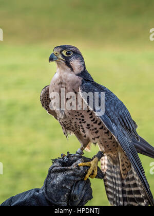 Lanner falcon appollaiato sulla pelle i falconieri mano guantata Foto Stock