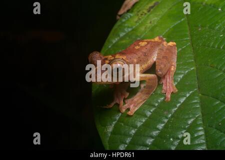 Un Arlecchino Flying Frog (Rhacophorus pardalis) nella foresta pluviale di notte in Kubah National Park, Sarawak, Est Malesia, Borneo Foto Stock