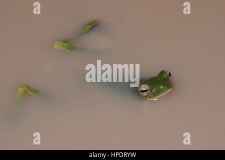 Un Wallace's Flying Frog (Rhacophorus nigropalmatus) flottante in una pozza di notte in Malesia Foto Stock