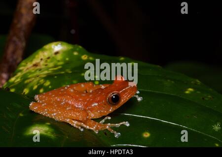 Una rana di cannella (Theloderma pictum) nella foresta pluviale di notte in Kubah National Park, Sarawak, Est Malesia, Borneo Foto Stock