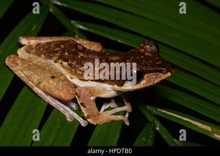 Un dark-eared Raganella (Polypedates macrotis) nella foresta pluviale di notte in Kubah National Park, Sarawak, Est Malesia, Borneo Foto Stock