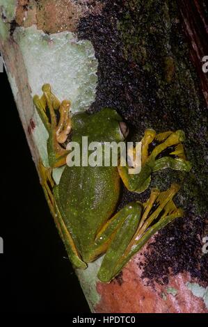 Un Wallace's Flying Frog (Rhacophorus nigropalmatus) nella foresta pluviale Malese di Notte Foto Stock