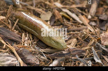 Un sheltopusik - o unione legless lizard (Pseudopus apodus) - emergente da un nido nel terreno. Foto Stock