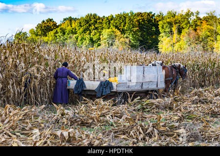 La raccolta del mais vicino Kidron, Ohio, Stati Uniti d'America. Foto Stock