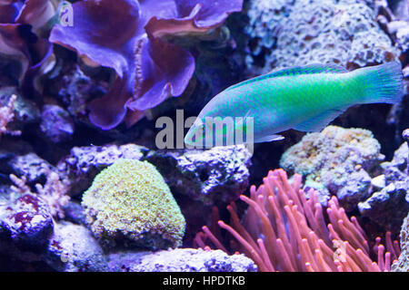 Un viola-verde wrasse nuota tra i coralli e anemoni. Foto Stock