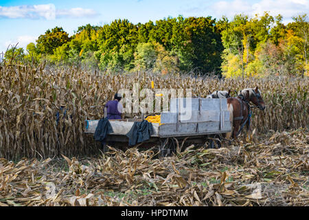 La raccolta del mais vicino Kidron, Ohio, Stati Uniti d'America. Foto Stock