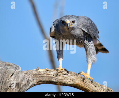 Un falco grigio (Buteo plagiatus) appollaiato su un ramo di albero, appena prima del volo. Foto Stock