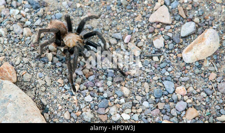 Un selvaggio Texas brown tarantula (Aphonopelma hentzi). Avvistato al parco nazionale di Big Bend in Texas. Foto Stock