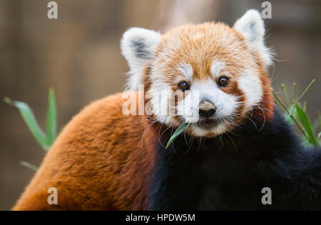 Una alimentazione di panda rosso (Ailurus fulgens) sospende il suo pasto a guardare la fotocamera. Foto Stock