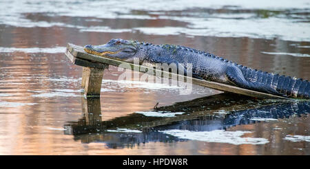 Un grande lenticchie d'acqua-coperto il coccodrillo americano (Alligator mississippiensis) ensoleillement stessa su una piattaforma di legno in un lago. Foto Stock