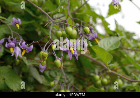 Agrodolce, Solanum dulcamara Foto Stock