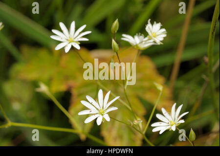 Lesser Stitchwort, Stellaria graminea Foto Stock