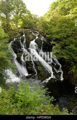 Swallow cade sul Afon Llugwy vicino a Betws y Coed Foto Stock