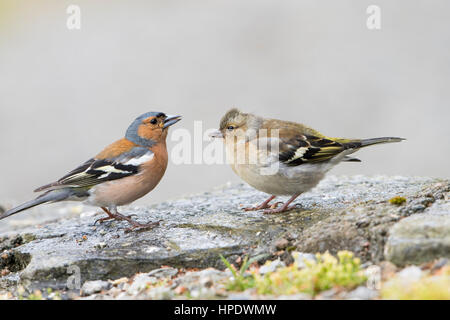 Un maschio adulto fringuello alimenta un recentemente sviluppato uccello giovane, a Ardnamurchan, Scotland, Regno Unito Foto Stock