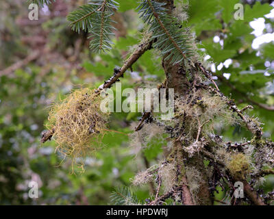 Capelli dorati lichen, Teloschistes flavicans (anche denominato Borrera flavicans) Foto Stock