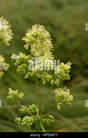 Comune di Prato-rue, Thalictrum flavum Foto Stock